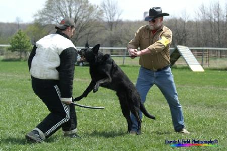 Scorpio's son Paladin (UAGI URO2 P1 OBPD1 PA FO Hebeler’s Knight n Blk v CherCar, CSAU, BTr, CGC) protecting his owner Paul Hebeler during the "Jump out Attack