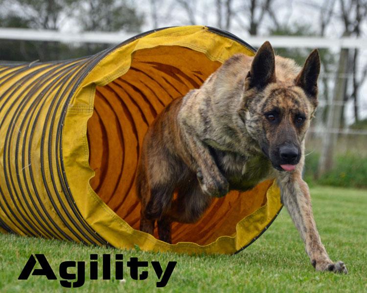 Agility