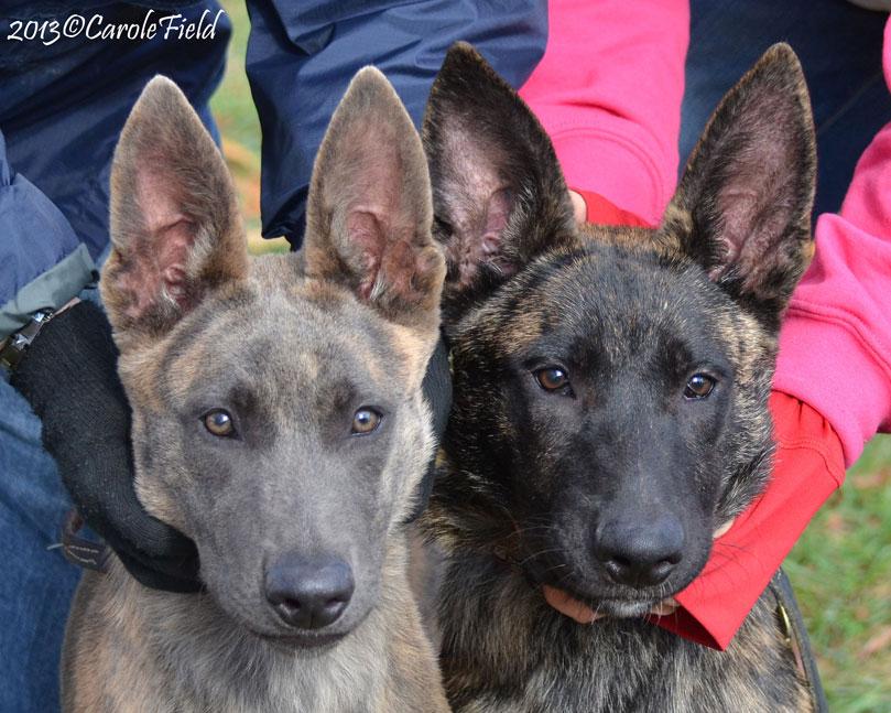 Blue dutch shepherd and traditional color littermate