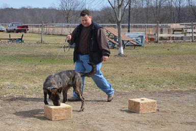 Nosework, drug detection, explosives detection.