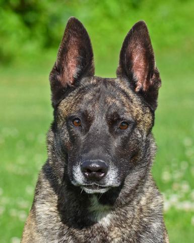 Male dutch shepherd Becker