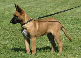 Male belgian malinois puppy at Cher Car Kennels