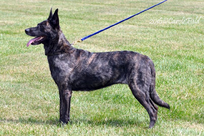 Dutch Shepherd female Luna