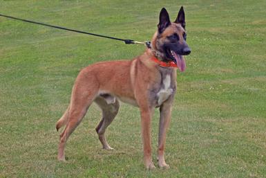 Belgian Malinois Torrent at Cher Car Kennels