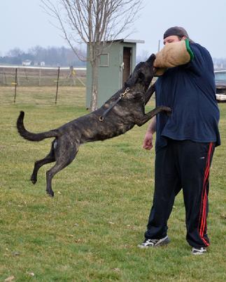 Dutch Shepherd personal protection