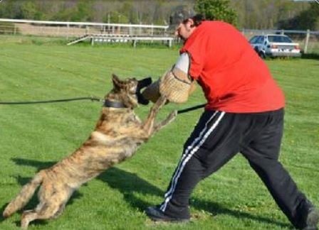 Dutch Shepherd personal protection