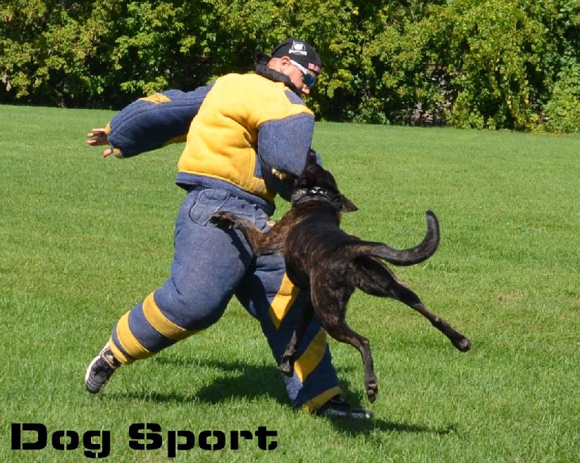 Dog Sport